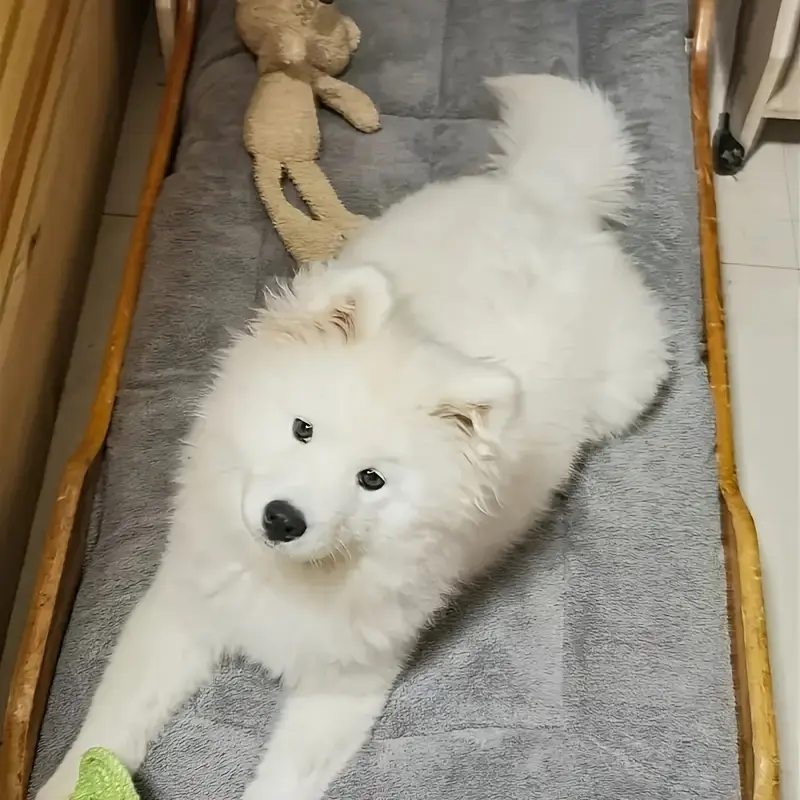 Plush Pet Bed for Resting & Lounging with Thick Cushioned Polyester Mat – description image 2