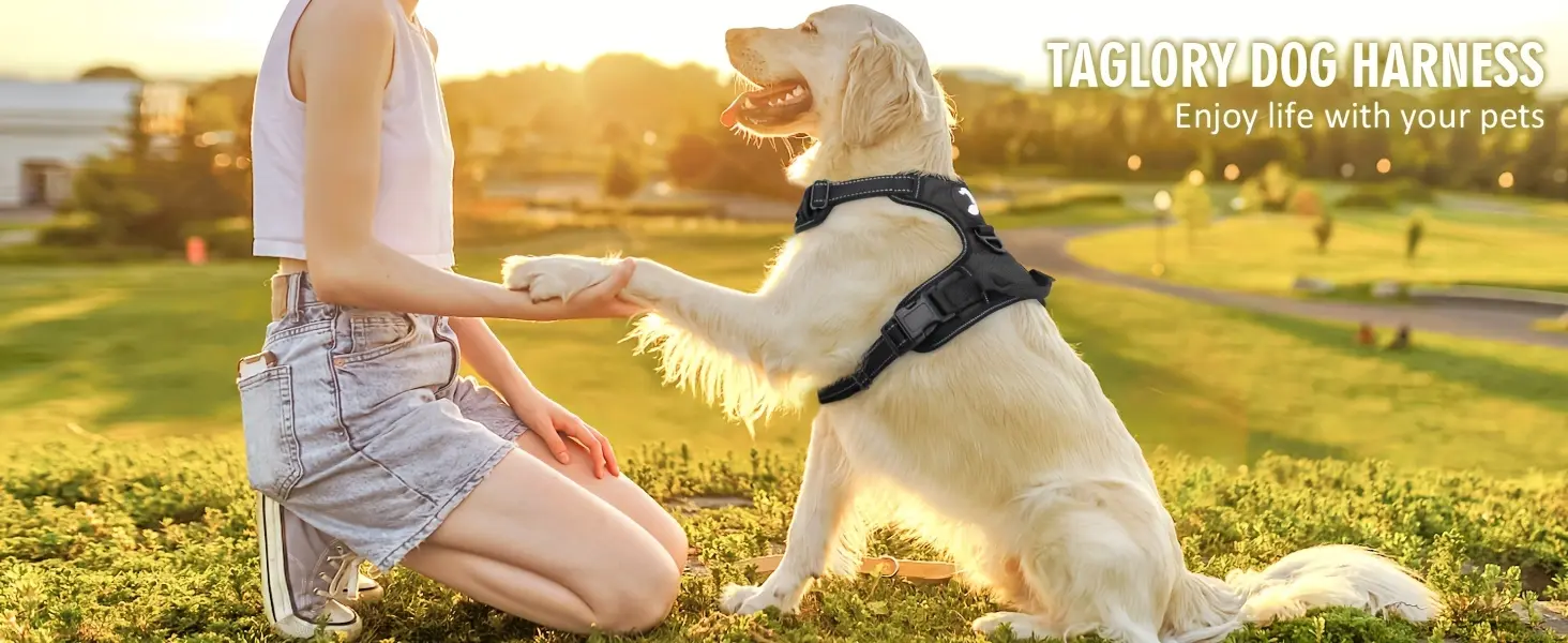 Dog Harness for Training and Walking with Reflective Trim and Top Control Handle – description image 1