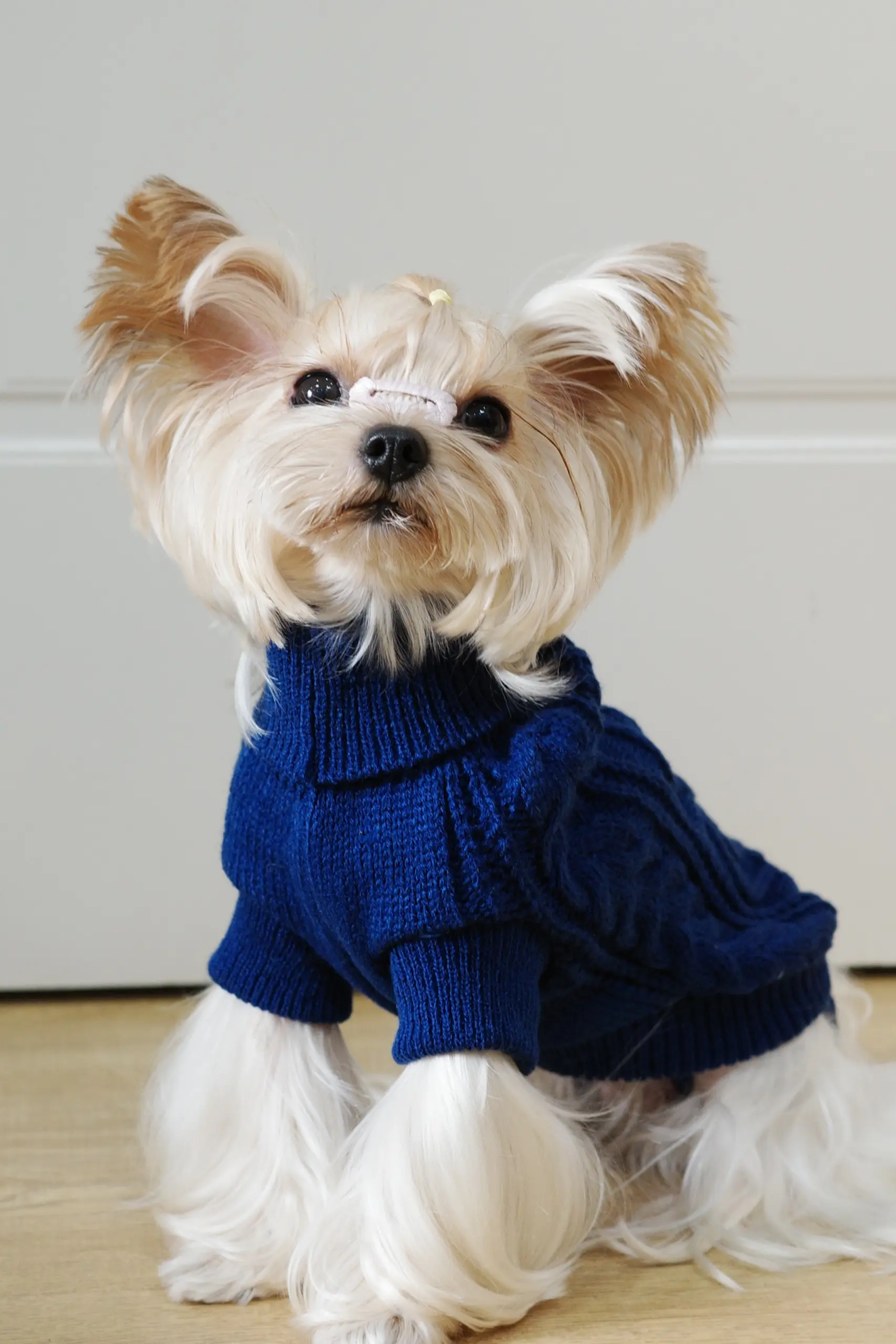 Dog Hooded Sweater for Warmth & Everyday Wear, Knit Pullover with Twisted Flower Detail – description image 7