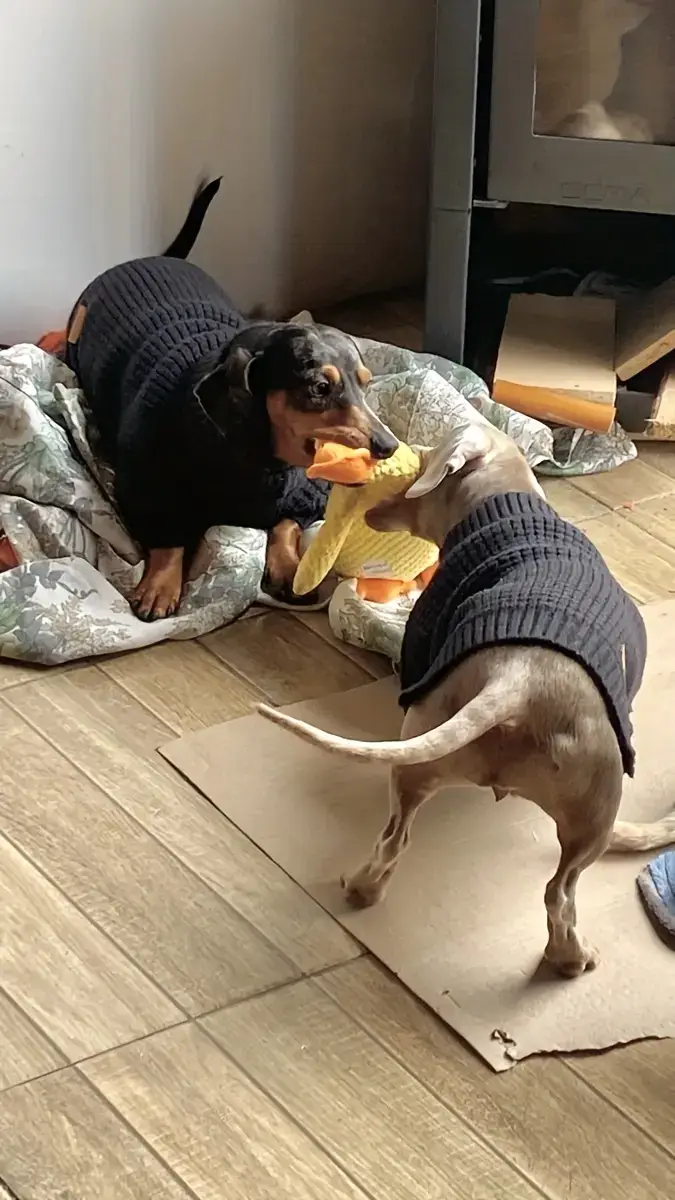 High-Neck Pet Cuffs for Neck Coverage & Warmth, Textured Fabric – description image 3