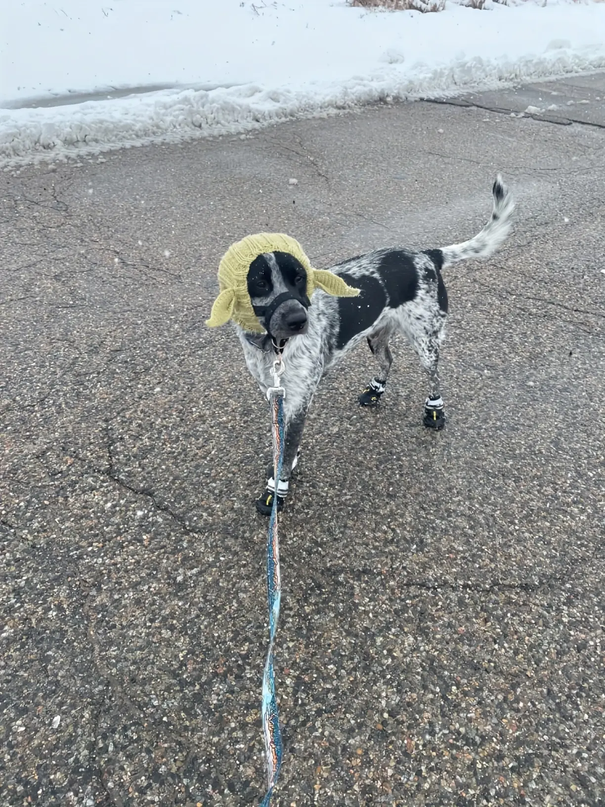 Knitted Pet Dog Hat for Wind Protection & Warmth, Green Elf Style – description image 8