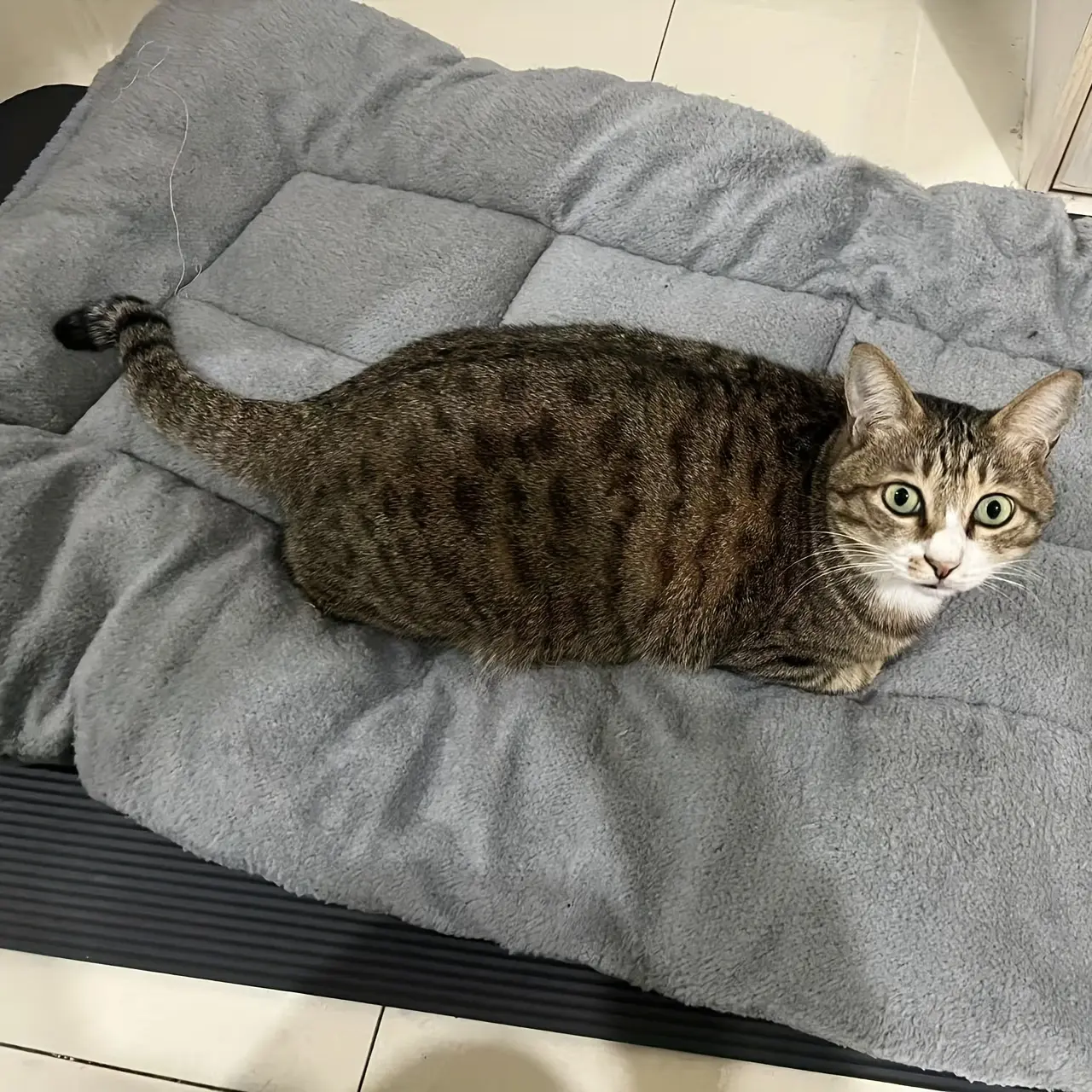 Plush Pet Bed for Resting & Lounging with Thick Cushioned Polyester Mat – description image 3