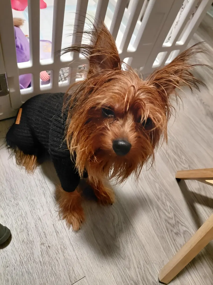 Pet Turtleneck Sweater for Warmth & Everyday Wear, Thick Knit Pullover – description image 2