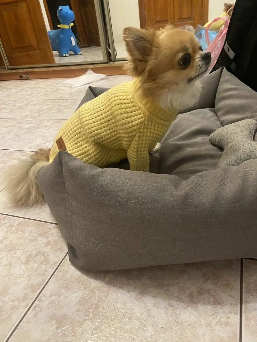 Pet Turtleneck Sweater for Warmth & Everyday Wear, Thick Knit Pullover – description image 5