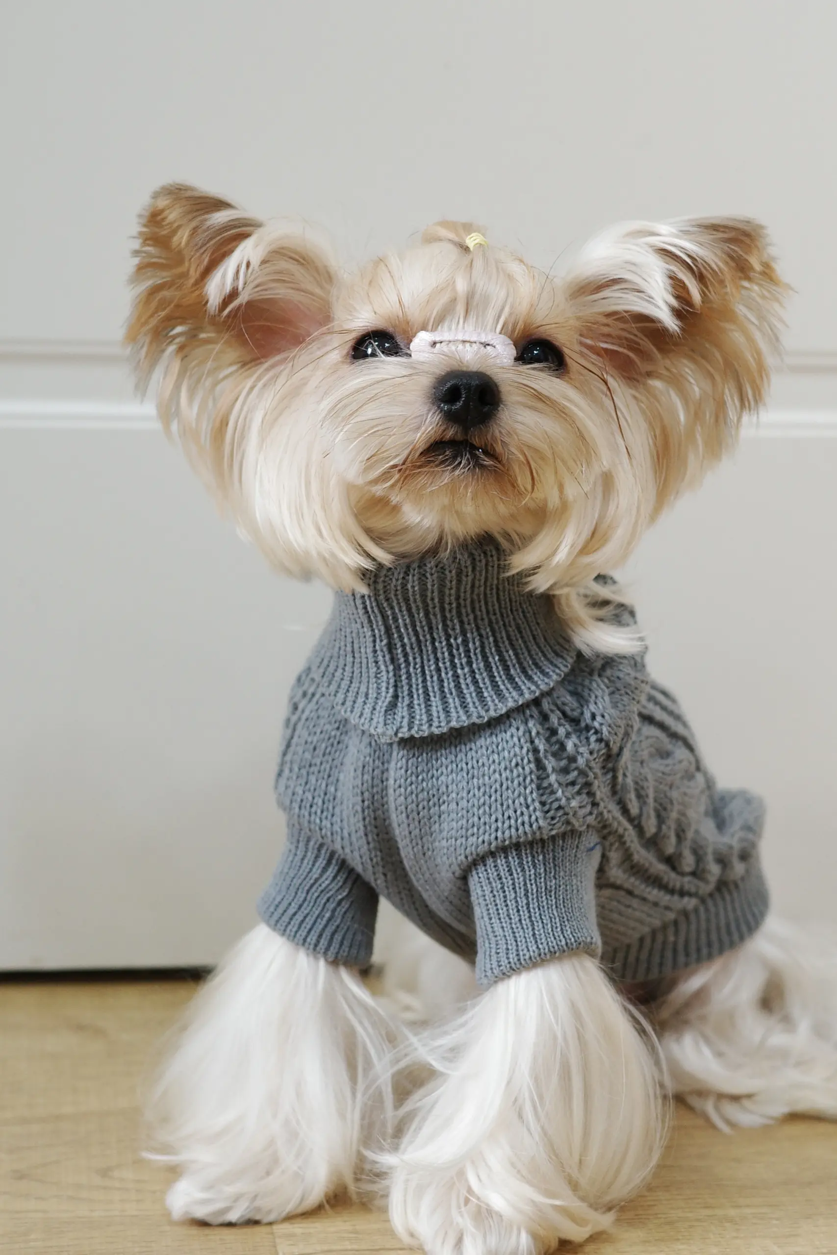 Dog Hooded Sweater for Warmth & Everyday Wear, Knit Pullover with Twisted Flower Detail – description image 3